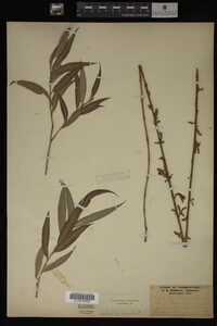 Salix babylonica image