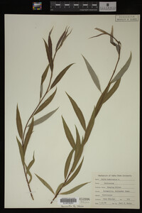 Salix babylonica image