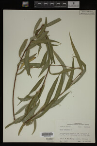 Salix babylonica image