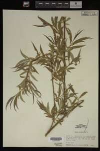 Salix babylonica image