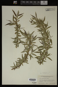 Salix babylonica image