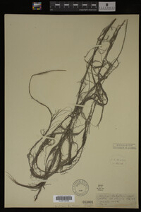 Salix babylonica image