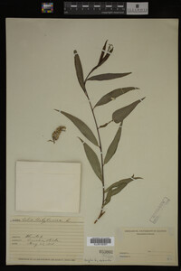 Salix babylonica image