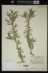 Salix babylonica image