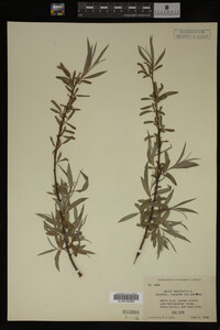 Salix babylonica image