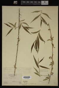 Salix babylonica image