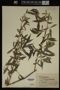 Salix babylonica image