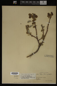 Salix barclayi image