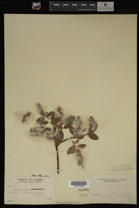 Salix barclayi image