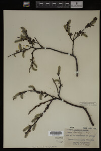 Salix barclayi image