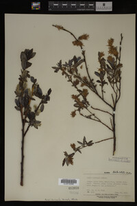 Salix barclayi image
