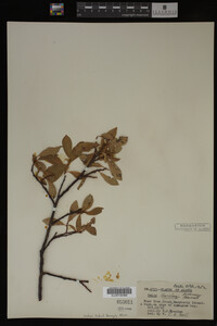 Salix barclayi image
