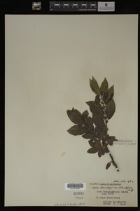 Salix barclayi image