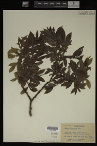 Salix barclayi image