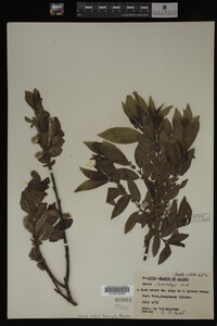 Salix barclayi image