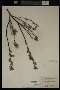 Salix barclayi image