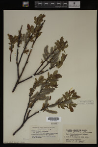 Salix barclayi image