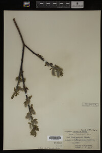 Salix barclayi image