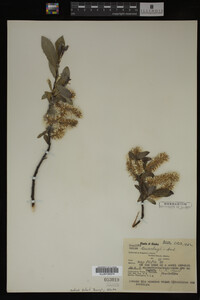 Salix barclayi image