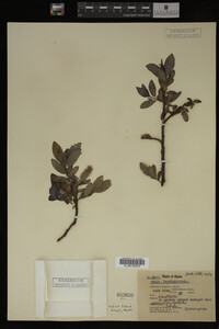 Salix barclayi image