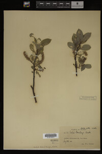 Salix barclayi image
