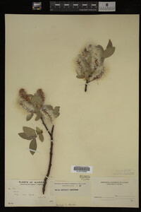 Salix barclayi image