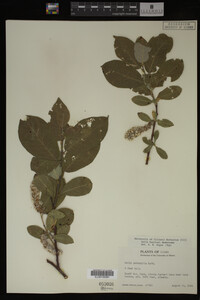 Salix barclayi image
