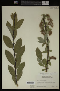 Salix barclayi image