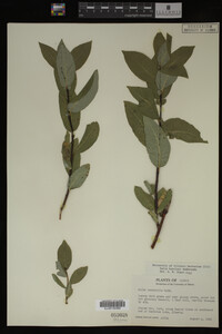 Salix barclayi image