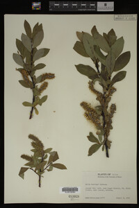 Salix barclayi image