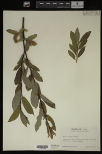 Salix barclayi image