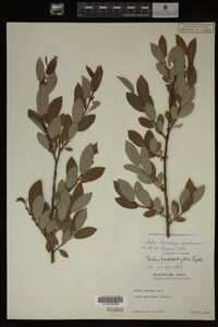 Salix barclayi image