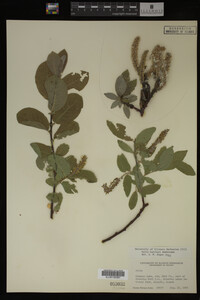 Salix barclayi image