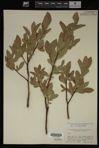 Salix barclayi image