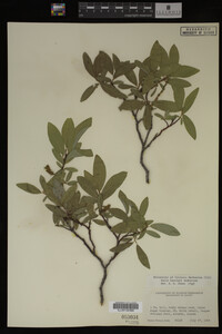 Salix barclayi image