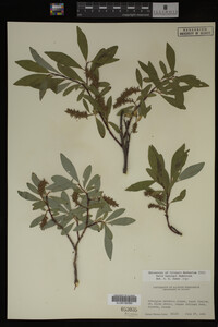 Salix barclayi image