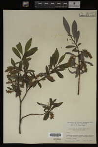Salix barclayi image