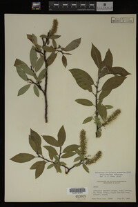 Salix barclayi image