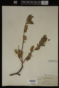 Salix barclayi image