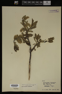 Salix barclayi image