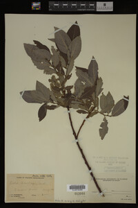 Salix barclayi image