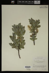 Salix barclayi image