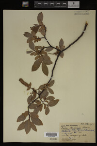 Salix barclayi image