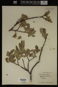 Salix barclayi image