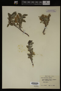 Salix barclayi image