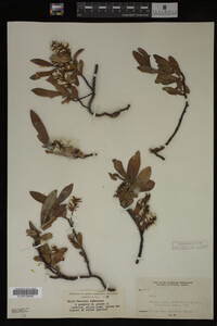Image Associated With the Occurrence