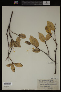 Image Associated With the Occurrence