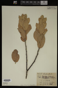 Image Associated With the Occurrence