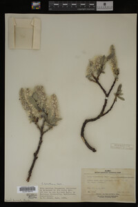 Salix barrattiana image