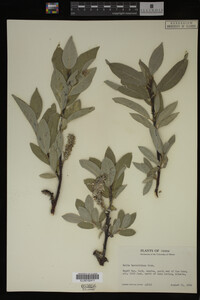 Salix barrattiana image